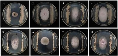 Bacillus velezensis B105-8, a potential and efficient biocontrol agent in control of maize stalk rot caused by Fusarium graminearum